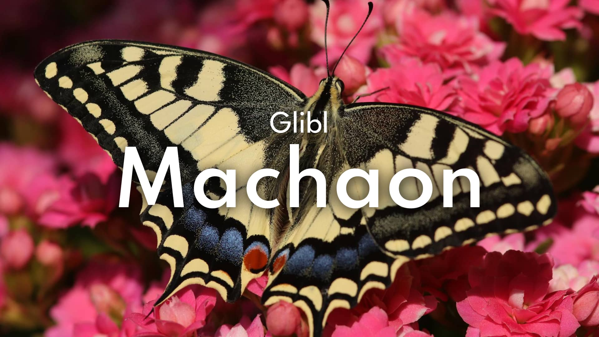 Glibl Machaon 🦋 : Une nouvelle version qui déploie ses ailes !