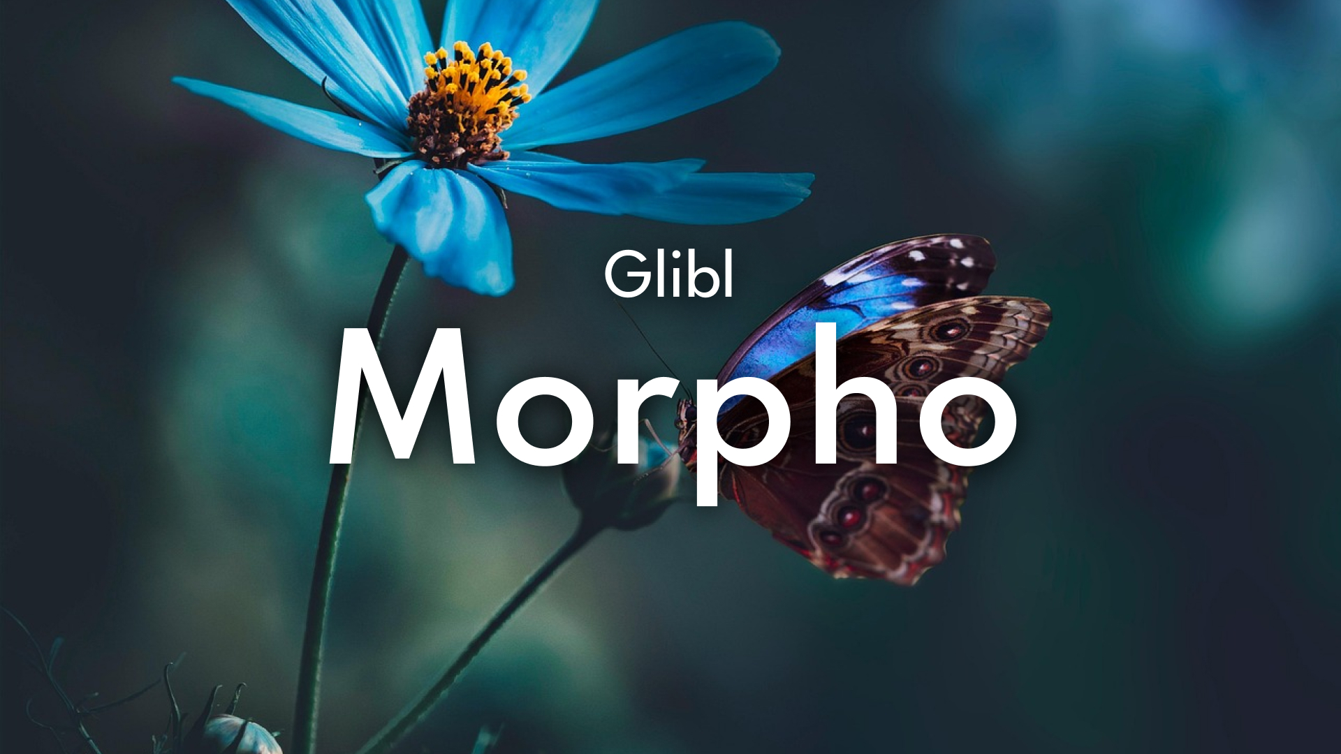🦋 Glibl – Morpho : une version plus immersive et élégante que jamais !
